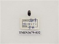 藏品(龍蝨、牙蟲)的圖片